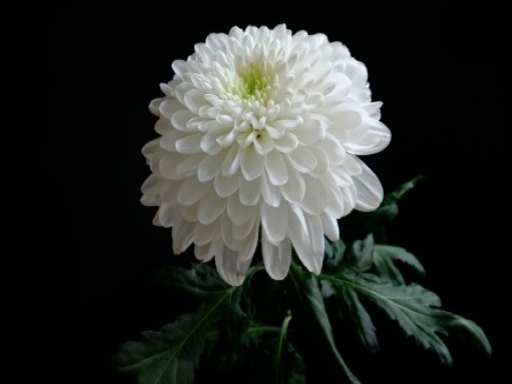 chrysanthèmes